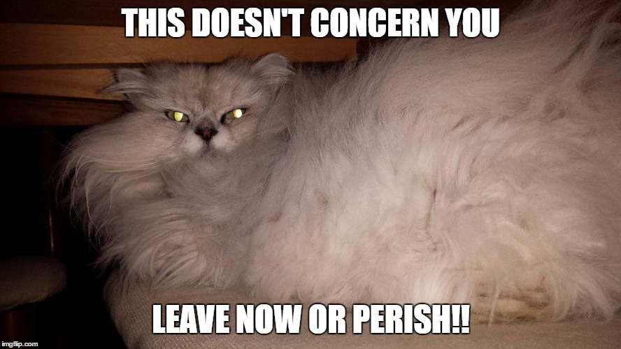 Leave now | THIS DOESN'T CONCERN YOU; LEAVE NOW OR PERISH!! | image tagged in cats | made w/ Imgflip meme maker