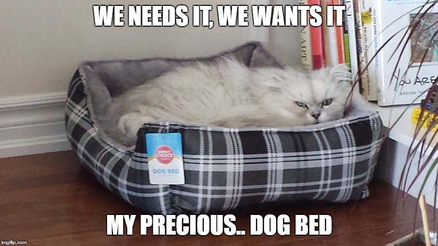Gollum Cat | WE NEEDS IT, WE WANTS IT; MY PRECIOUS.. DOG BED | image tagged in cats | made w/ Imgflip meme maker