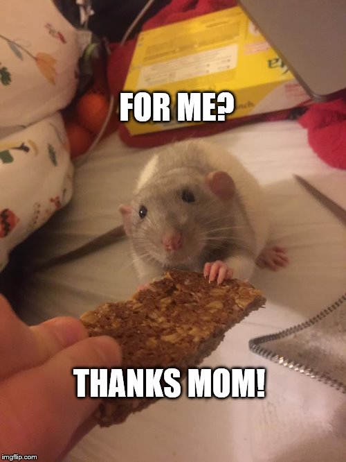 For Me? | FOR ME? THANKS MOM! | image tagged in pet humor | made w/ Imgflip meme maker