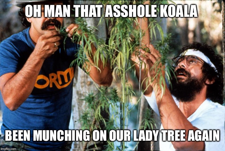 OH MAN THAT ASSHOLE KOALA BEEN MUNCHING ON OUR LADY TREE AGAIN | made w/ Imgflip meme maker