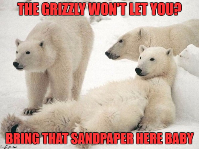 THE GRIZZLY WON'T LET YOU? BRING THAT SANDPAPER HERE BABY | made w/ Imgflip meme maker