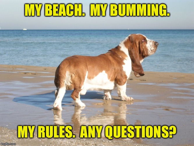 Basset Hound Life | MY BEACH.  MY BUMMING. MY RULES.  ANY QUESTIONS? | image tagged in basset hound,beach,bumming around,rules,funny,dog | made w/ Imgflip meme maker