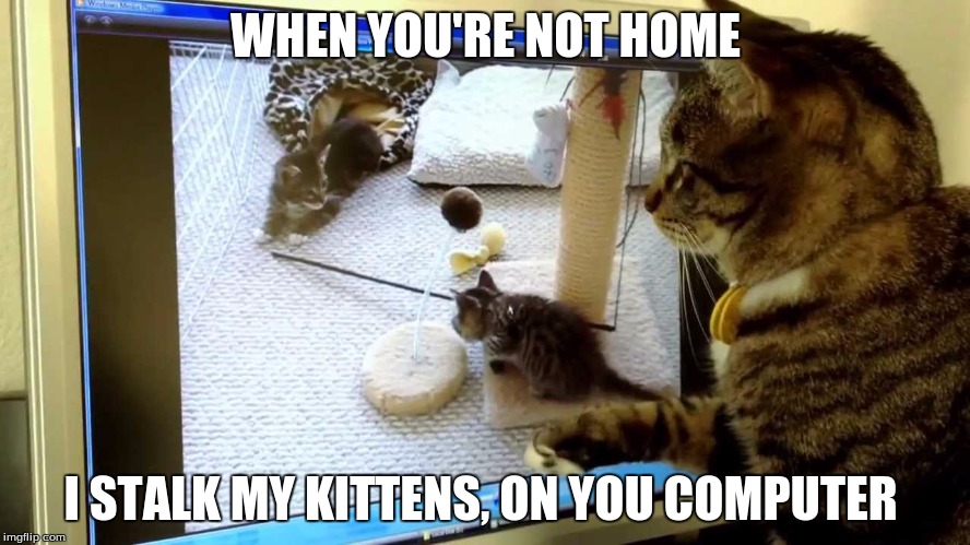 WHEN YOU'RE NOT HOME; I STALK MY KITTENS, ON YOU COMPUTER | image tagged in stalker cat | made w/ Imgflip meme maker