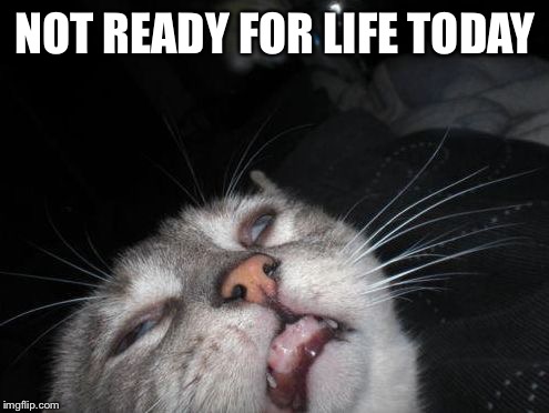 annoyed cat | NOT READY FOR LIFE TODAY | image tagged in annoyed cat | made w/ Imgflip meme maker