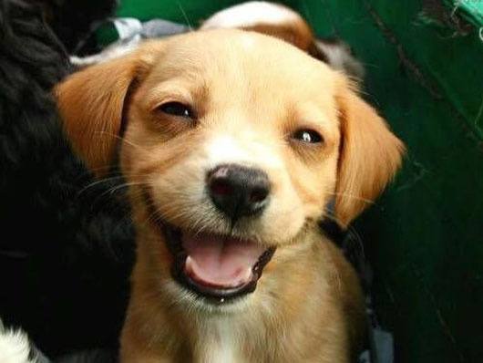 Dog Smiling Blank Meme Template