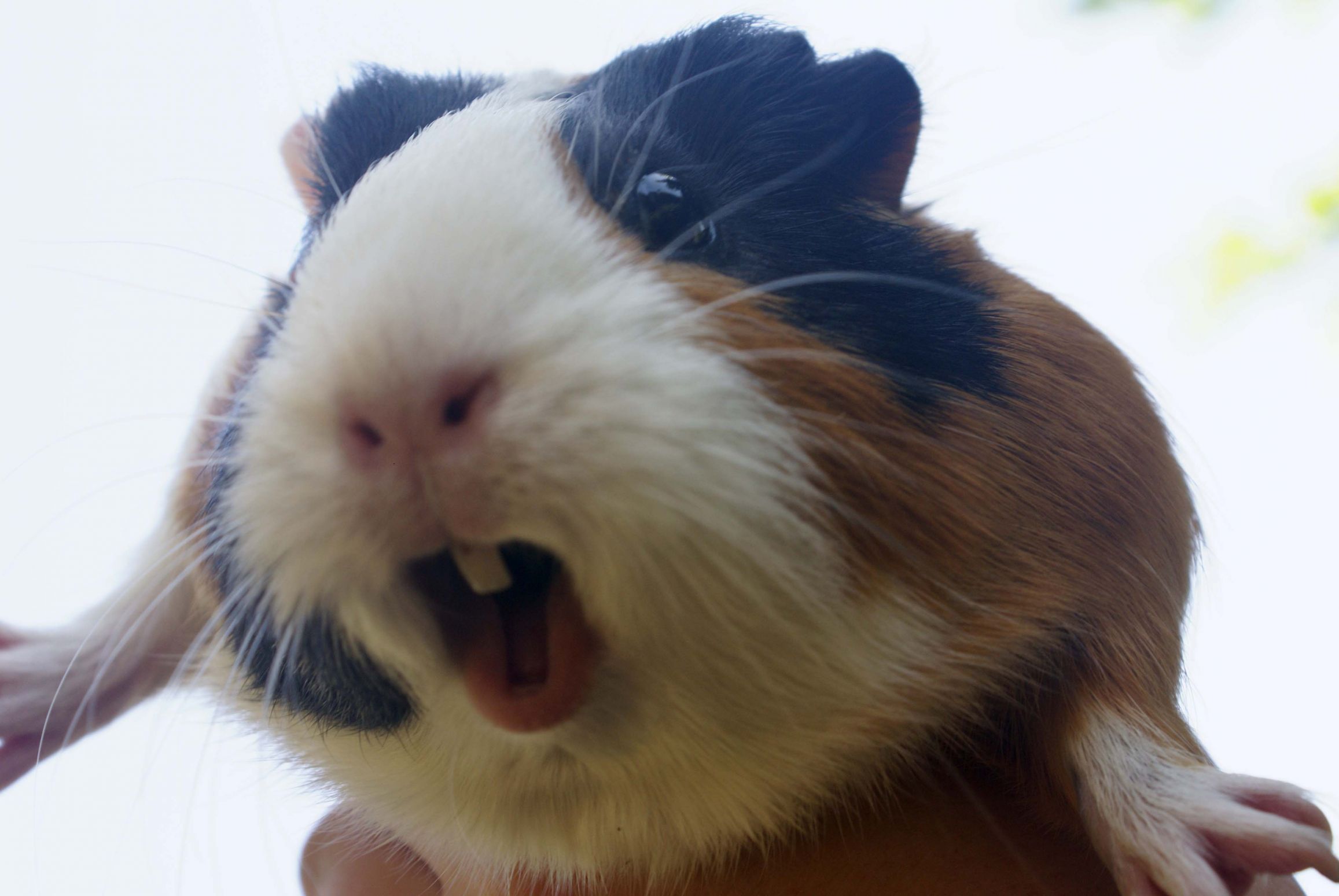 guinea pig Blank Meme Template