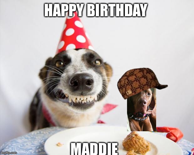 birthday dog | HAPPY BIRTHDAY; MADDIE | image tagged in birthday dog,scumbag | made w/ Imgflip meme maker