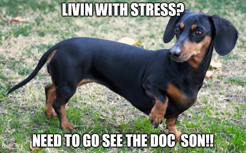 Daschund good luck | LIVIN WITH STRESS? NEED TO GO SEE THE DOC  SON!! | image tagged in daschund good luck,the doc son | made w/ Imgflip meme maker