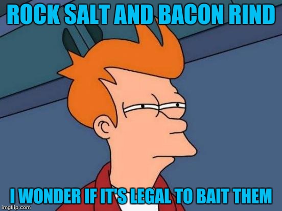 Futurama Fry Meme | ROCK SALT AND BACON RIND I WONDER IF IT'S LEGAL TO BAIT THEM | image tagged in memes,futurama fry | made w/ Imgflip meme maker