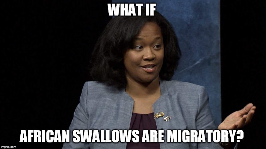 The Unladen Swallow  | WHAT IF; AFRICAN SWALLOWS ARE MIGRATORY? | image tagged in monty python,monty python and the holy grail,funny meme,comedy | made w/ Imgflip meme maker