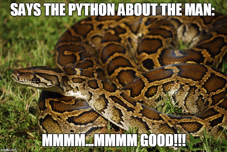 Python  | SAYS THE PYTHON ABOUT THE MAN:; MMMM...MMMM GOOD!!! | image tagged in python | made w/ Imgflip meme maker