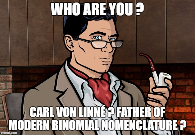 WHO ARE YOU ? CARL VON LINNÉ ? FATHER OF MODERN BINOMIAL NOMENCLATURE ? | image tagged in archer isis | made w/ Imgflip meme maker