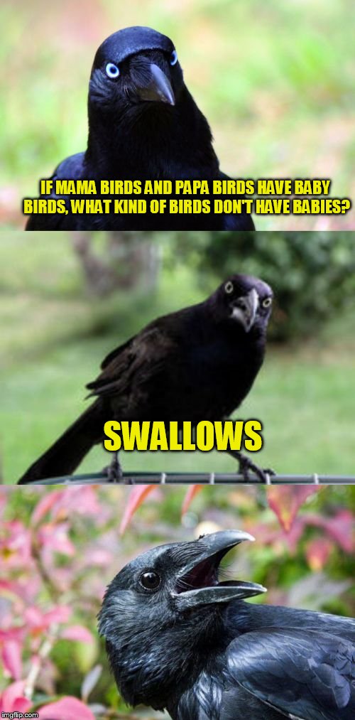 bad pun crow | IF MAMA BIRDS AND PAPA BIRDS HAVE BABY BIRDS, WHAT KIND OF BIRDS DON'T HAVE BABIES? SWALLOWS | image tagged in bad pun crow | made w/ Imgflip meme maker