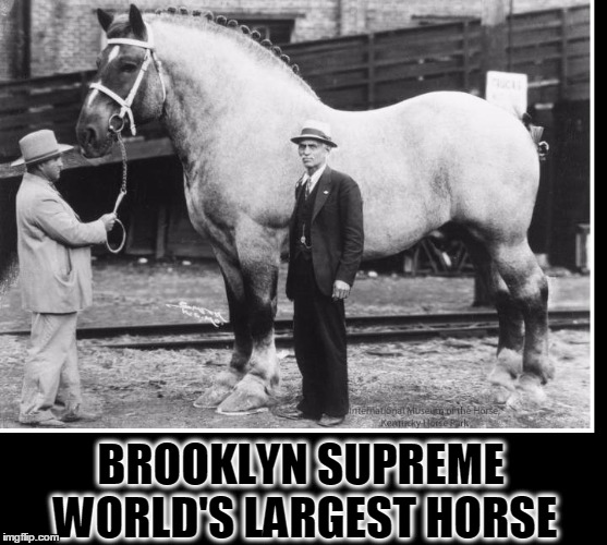 Guinness Book of World Records: Largest Horse | BROOKLYN SUPREME WORLD'S LARGEST HORSE | image tagged in vince vance,brooklyn suoreme,horses,big horses | made w/ Imgflip meme maker