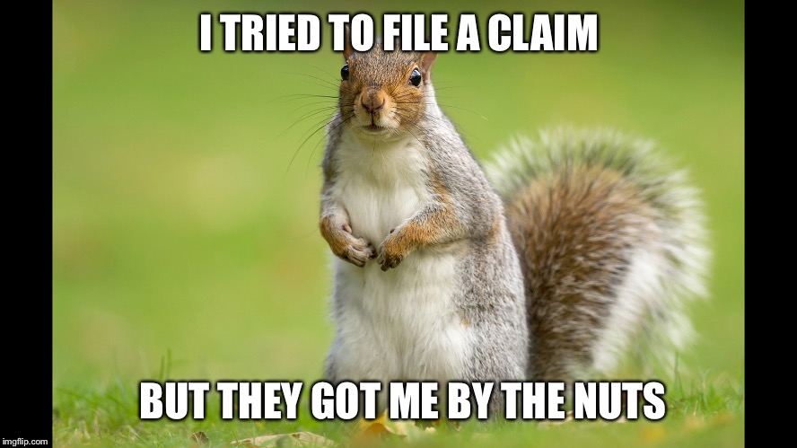 I TRIED TO FILE A CLAIM BUT THEY GOT ME BY THE NUTS | image tagged in squirrel | made w/ Imgflip meme maker