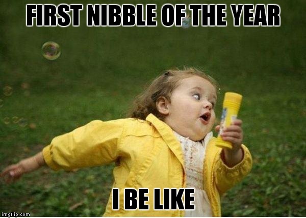 Chubby Bubbles Girl | FIRST NIBBLE OF THE YEAR; I BE LIKE | image tagged in memes,chubby bubbles girl | made w/ Imgflip meme maker