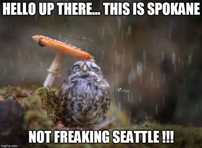 HELLO UP THERE... THIS IS SPOKANE; NOT FREAKING SEATTLE !!! | image tagged in owl mushroom | made w/ Imgflip meme maker