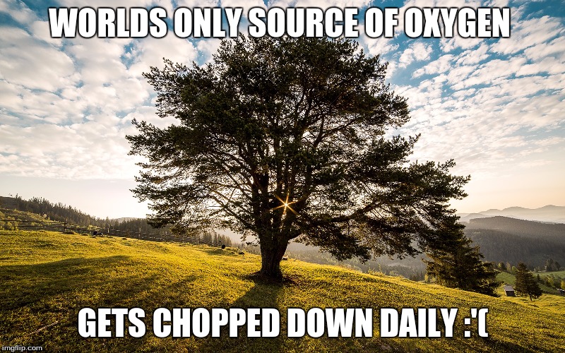 WORLDS ONLY SOURCE OF OXYGEN; GETS CHOPPED DOWN DAILY :'( | image tagged in trees | made w/ Imgflip meme maker