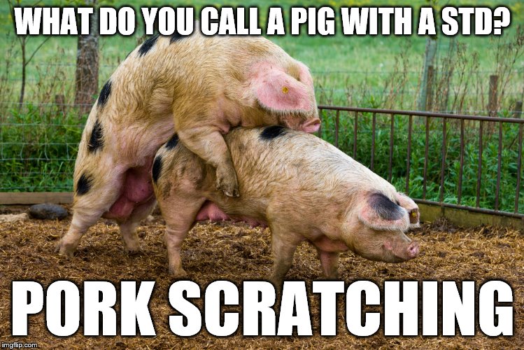 Nasty Swine Joke | WHAT DO YOU CALL A PIG WITH A STD? PORK SCRATCHING | image tagged in making bacon,pig,animals,jokes,memes,funny | made w/ Imgflip meme maker