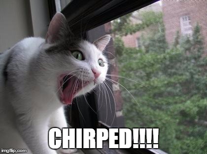 Screaming Cat | CHIRPED!!!! | image tagged in screaming cat | made w/ Imgflip meme maker
