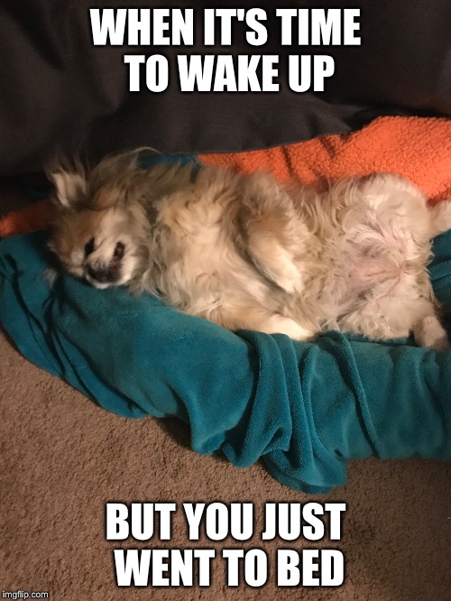 WHEN IT'S TIME TO WAKE UP; BUT YOU JUST WENT TO BED | image tagged in tired dog,sleepy | made w/ Imgflip meme maker