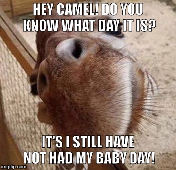 What day is it? | HEY CAMEL! DO YOU KNOW WHAT DAY IT IS? IT'S I STILL HAVE NOT HAD MY BABY DAY! | image tagged in humpday,aprilthegiraffe | made w/ Imgflip meme maker