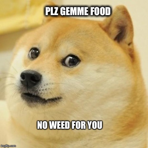 Doge | PLZ GEMME FOOD; NO WEED FOR YOU | image tagged in memes,doge | made w/ Imgflip meme maker