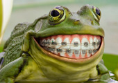 High Quality Frog Smile Blank Meme Template