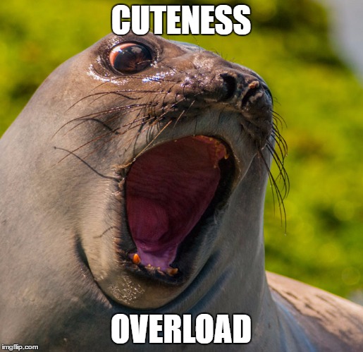 CUTENESS OVERLOAD | image tagged in shocked seal | made w/ Imgflip meme maker