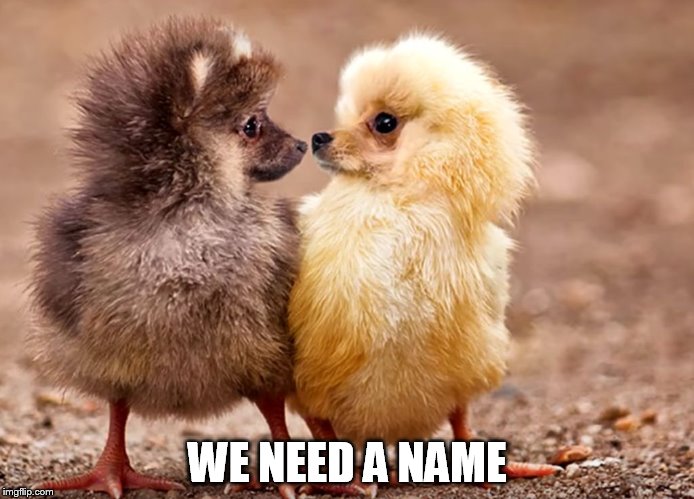 Name Us..... | WE NEED A NAME | image tagged in dog duck,cute,duck,funny memes | made w/ Imgflip meme maker