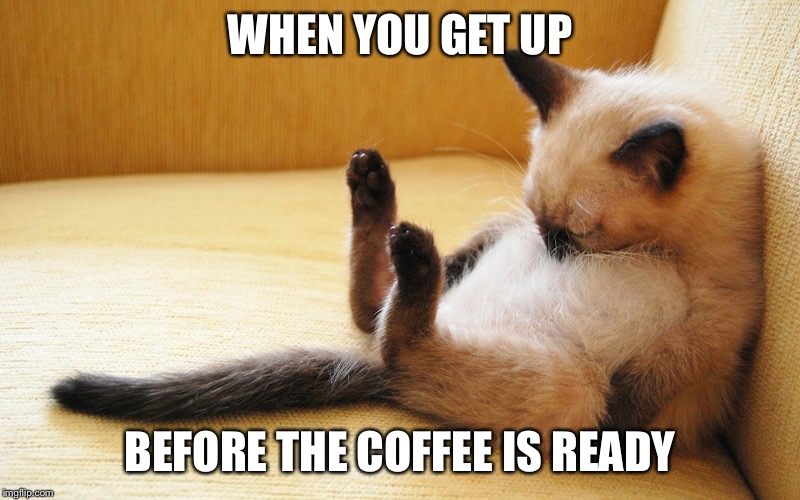 Sleepy cat | WHEN YOU GET UP; BEFORE THE COFFEE IS READY | image tagged in sleepy cat | made w/ Imgflip meme maker