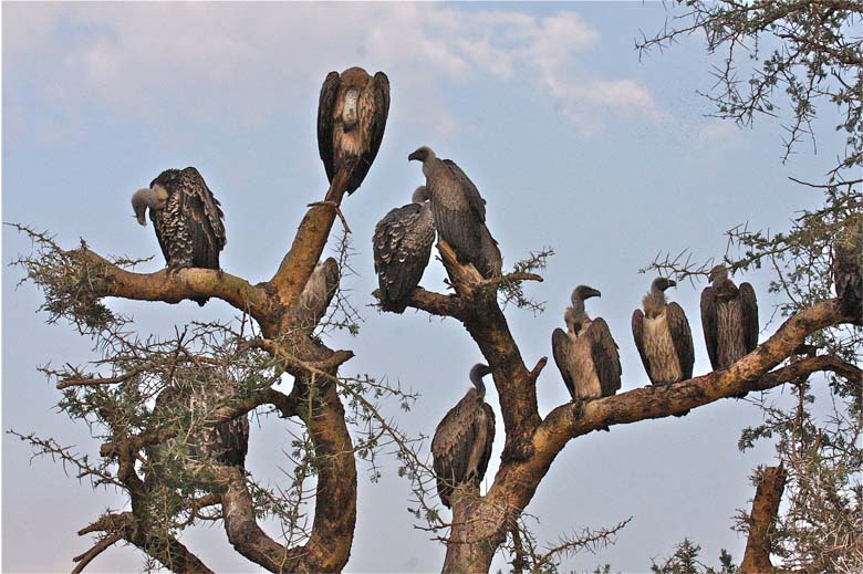 High Quality vultures in tree Blank Meme Template