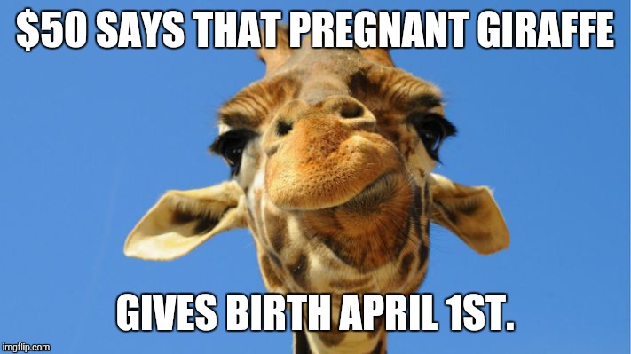 Did any one else see this coming? | $50 SAYS THAT PREGNANT GIRAFFE; GIVES BIRTH APRIL 1ST. | image tagged in april fools,april fools day,memes,funny memes,aprilthegiraffe | made w/ Imgflip meme maker