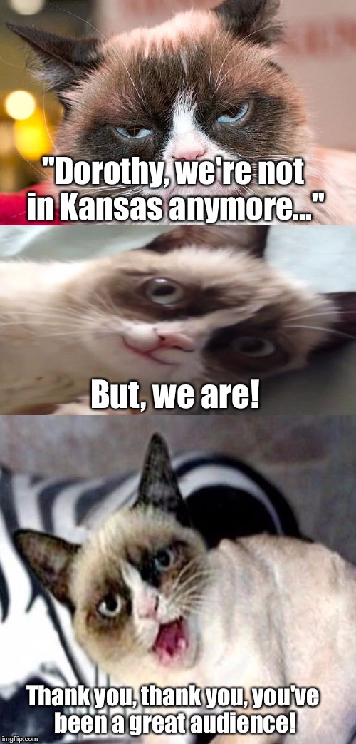 Grumpy Cat, Kansas me outside | "Dorothy, we're not in Kansas anymore..."; But, we are! Thank you, thank you, you've been a great audience! | image tagged in bad pun grumpy cat,memes | made w/ Imgflip meme maker