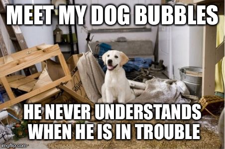 MEET MY DOG BUBBLES HE NEVER UNDERSTANDS WHEN HE IS IN TROUBLE | made w/ Imgflip meme maker