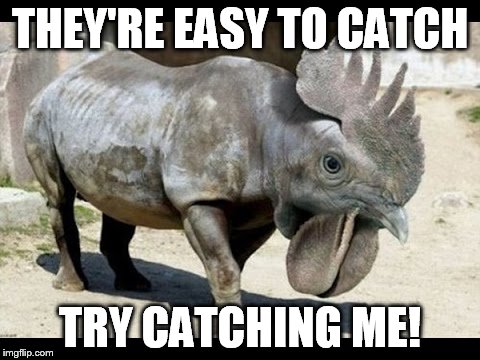 THEY'RE EASY TO CATCH TRY CATCHING ME! | image tagged in rhino | made w/ Imgflip meme maker