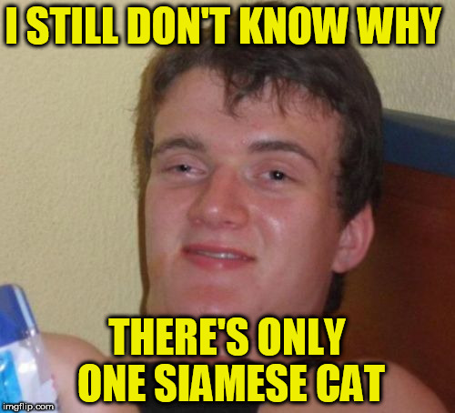 10 Guy Meme | I STILL DON'T KNOW WHY THERE'S ONLY ONE SIAMESE CAT | image tagged in memes,10 guy | made w/ Imgflip meme maker