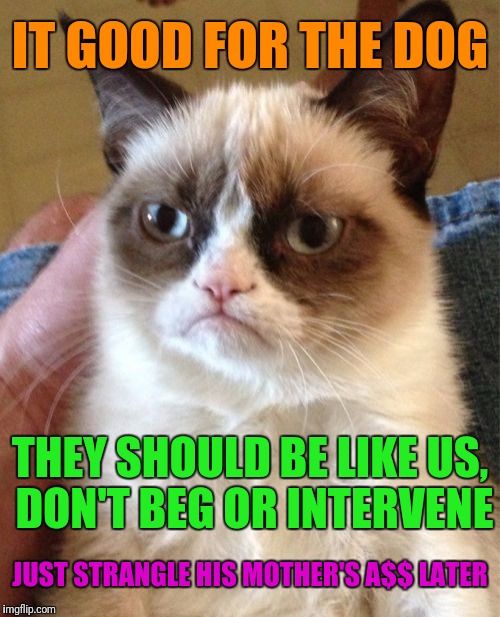 Grumpy Cat Meme | IT GOOD FOR THE DOG THEY SHOULD BE LIKE US, DON'T BEG OR INTERVENE JUST STRANGLE HIS MOTHER'S A$$ LATER | image tagged in memes,grumpy cat | made w/ Imgflip meme maker