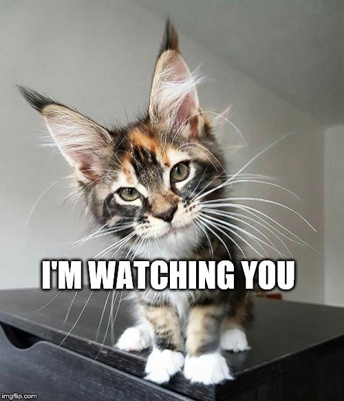 I'm Watching You | I'M WATCHING YOU | image tagged in i am watching you,cat meme | made w/ Imgflip meme maker