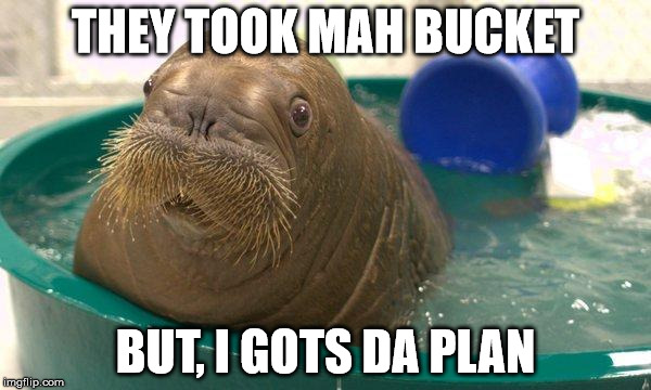 shocked baby walrus | THEY TOOK MAH BUCKET; BUT, I GOTS DA PLAN | image tagged in shocked baby walrus | made w/ Imgflip meme maker