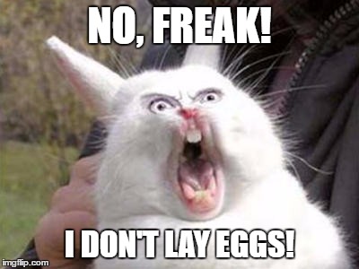 scaryrabbit | NO, FREAK! I DON'T LAY EGGS! | image tagged in scaryrabbit | made w/ Imgflip meme maker