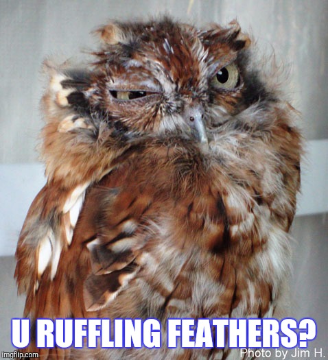 U RUFFLING FEATHERS? | made w/ Imgflip meme maker