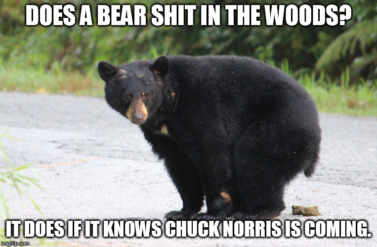 DOES A BEAR SHIT IN THE WOODS? IT DOES IF IT KNOWS CHUCK NORRIS IS COMING. | made w/ Imgflip meme maker