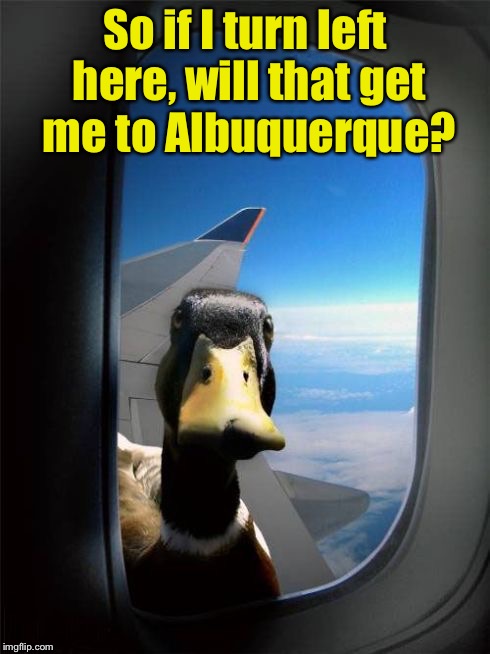 How ducks ask for directions | So if I turn left here, will that get me to Albuquerque? | image tagged in let me in duck | made w/ Imgflip meme maker