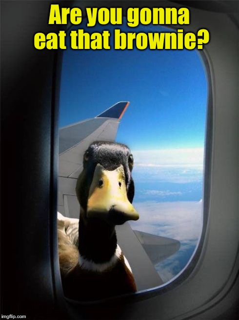 Let Me In Duck | Are you gonna eat that brownie? | image tagged in let me in duck | made w/ Imgflip meme maker