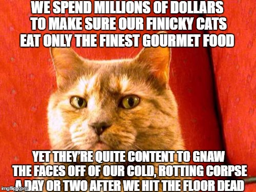 Suspicious Cat Meme | WE SPEND MILLIONS OF DOLLARS TO MAKE SURE OUR FINICKY CATS EAT ONLY THE FINEST GOURMET FOOD; YET THEY’RE QUITE CONTENT TO GNAW THE FACES OFF OF OUR COLD, ROTTING CORPSE A DAY OR TWO AFTER WE HIT THE FLOOR DEAD | image tagged in memes,suspicious cat | made w/ Imgflip meme maker