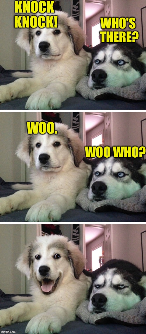 Cheesy. | KNOCK KNOCK! WHO'S THERE? WOO. WOO WHO? | image tagged in bad pun dogs,memes,dank memes,funny memes | made w/ Imgflip meme maker