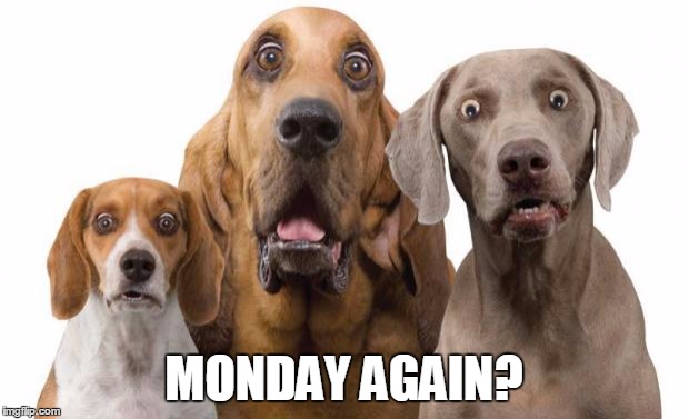 Dogs Surprised | MONDAY AGAIN? | image tagged in dogs surprised | made w/ Imgflip meme maker