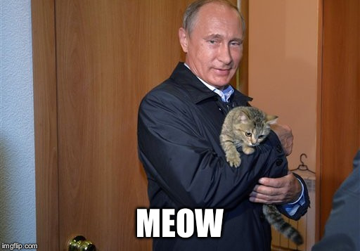 Putin Meow | MEOW | image tagged in cat,vladimir putin,my precious | made w/ Imgflip meme maker
