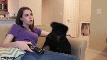 overly attached girlfriend dog gif